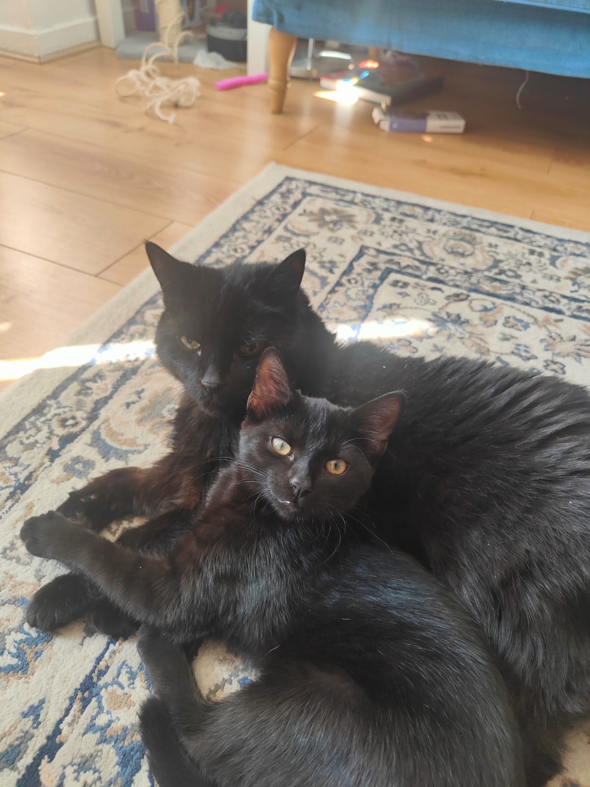 Corey David Meowie (10% to The Edinburgh Cat Protection League)