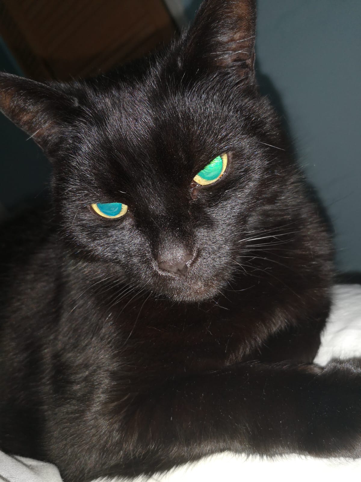 Corey David Meowie (10% to The Edinburgh Cat Protection League)